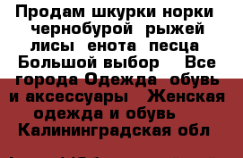 Продам шкурки норки, чернобурой, рыжей лисы, енота, песца. Большой выбор. - Все города Одежда, обувь и аксессуары » Женская одежда и обувь   . Калининградская обл.